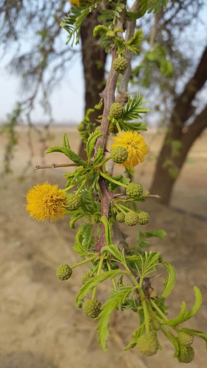 Acacia erioloba 8