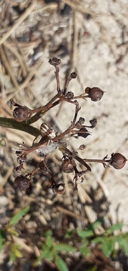 Veronica prostrata