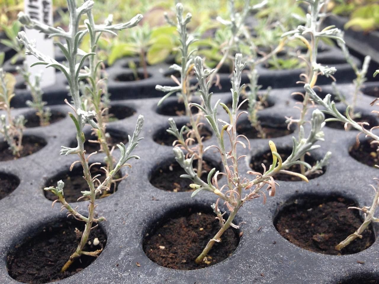 Buisson coussin 24