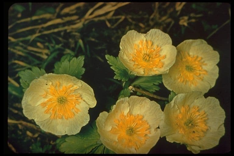 Trollius americano 8