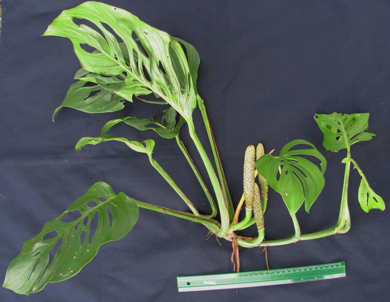 Monstera 11