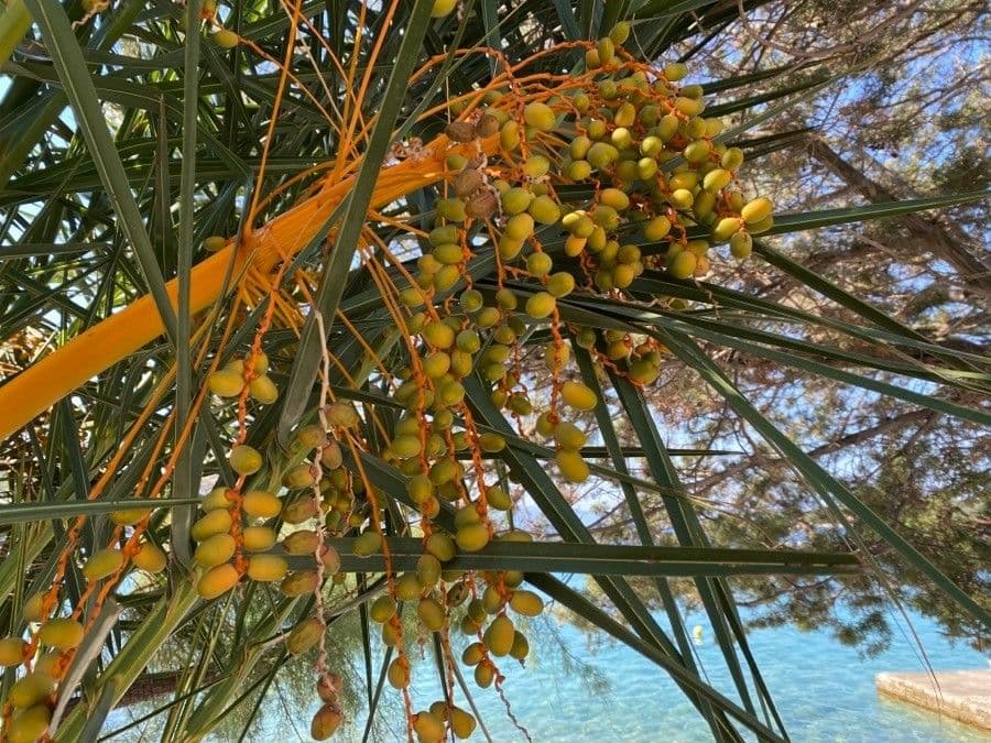 Palma da datteri
