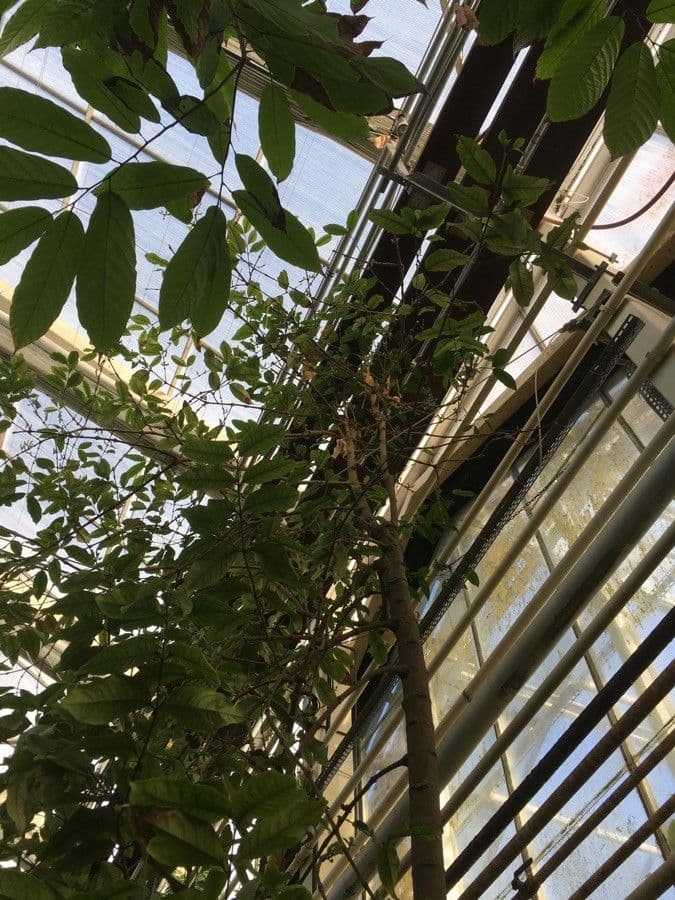 Gnetum gnemon 12