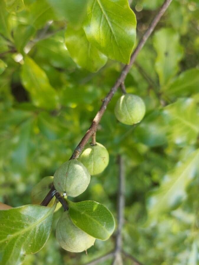 Kriechmyrte 5