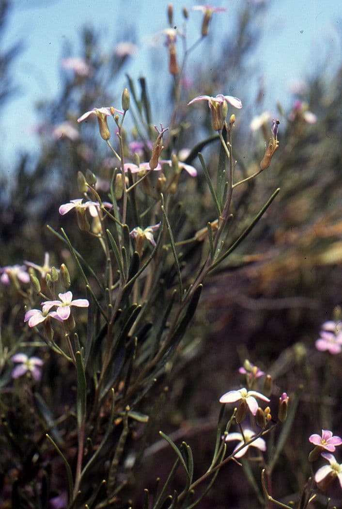 Henophyton 7