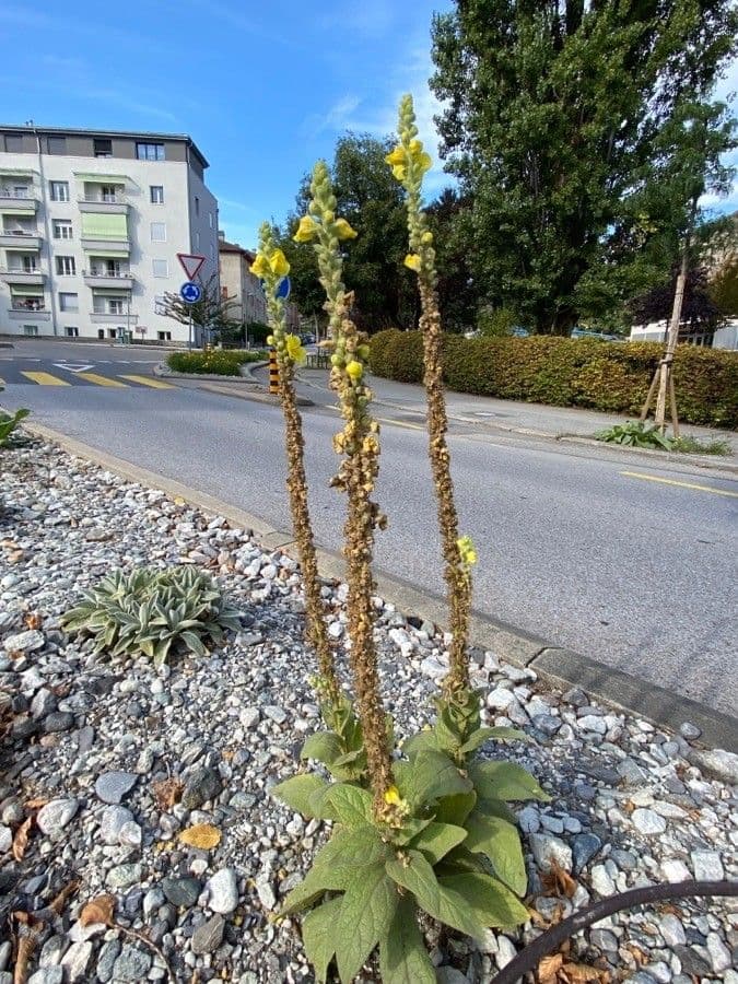 Verbasco phlomoides 12