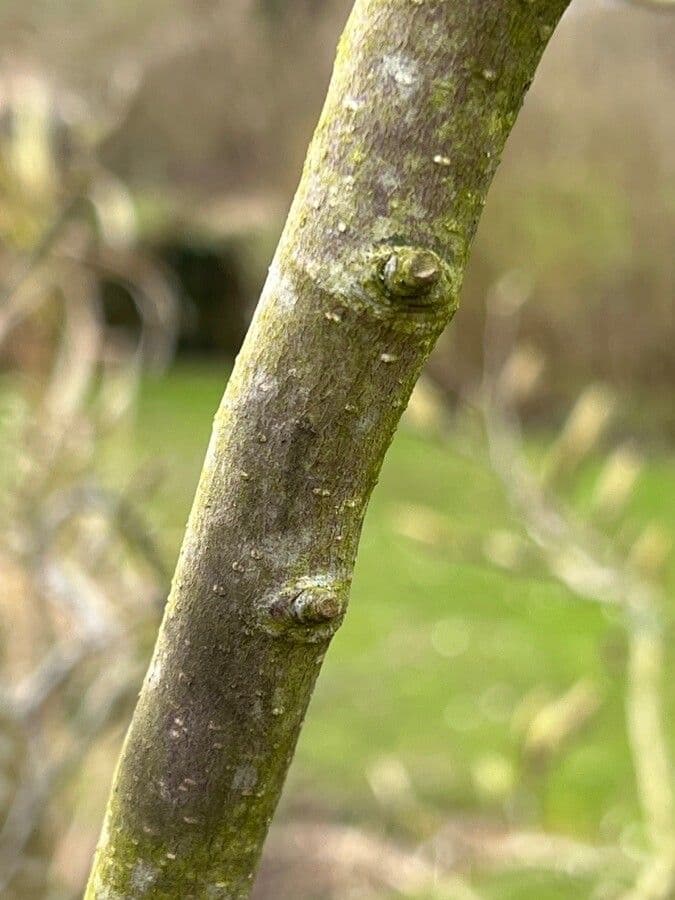 Magnolia denudata 22