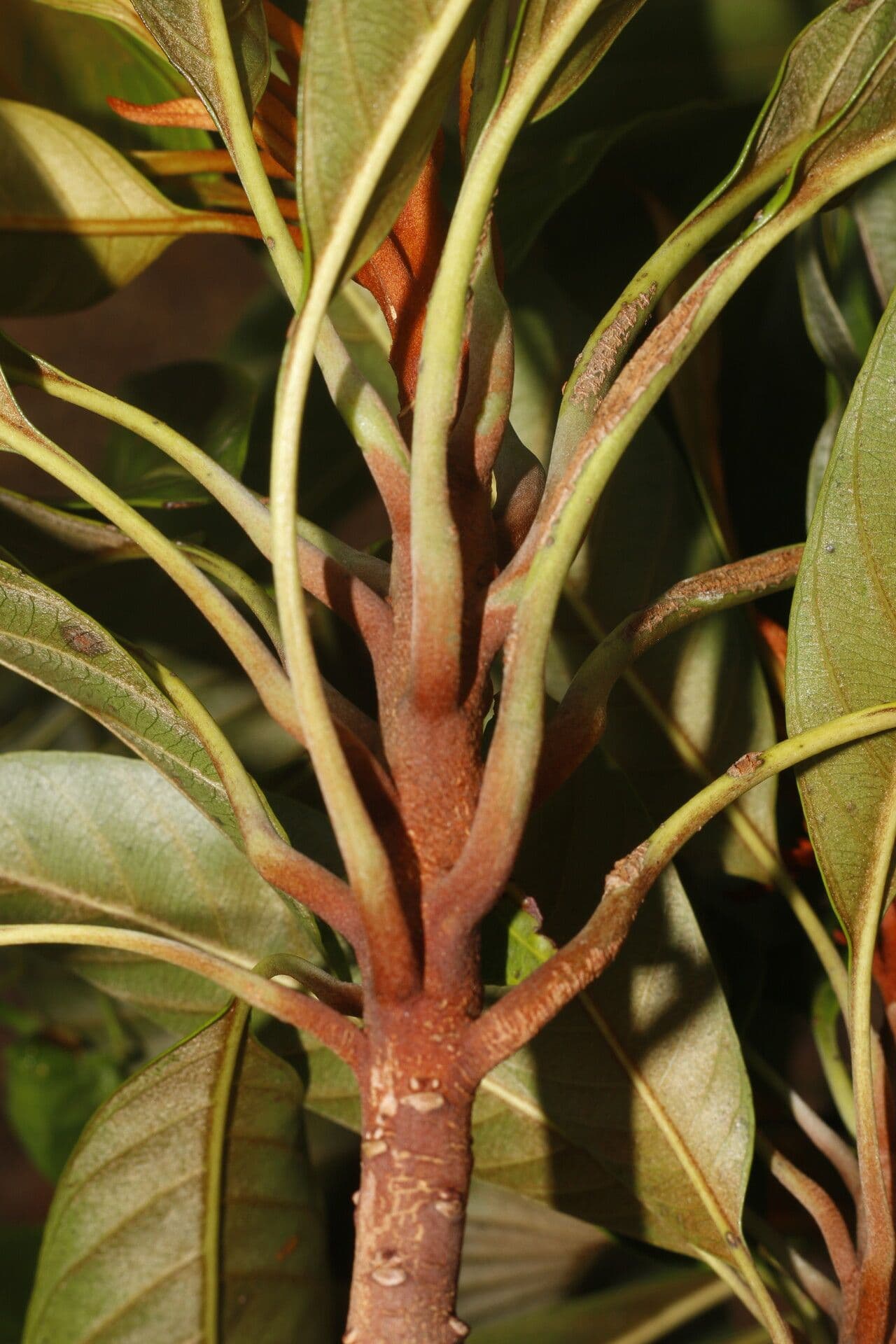 Chrysophyllum 16