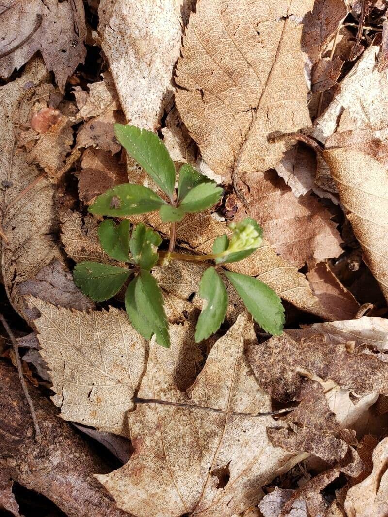 Panax trifolius 12