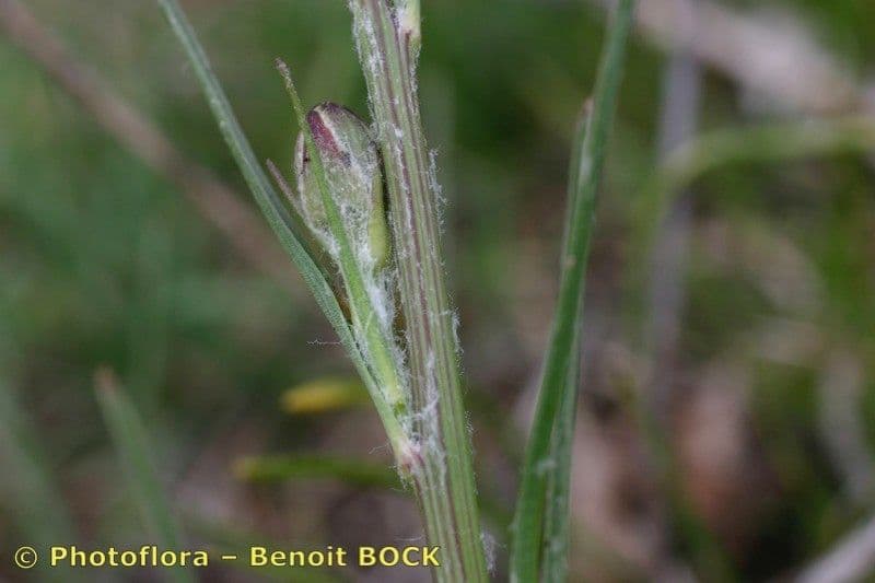 Podospermum
