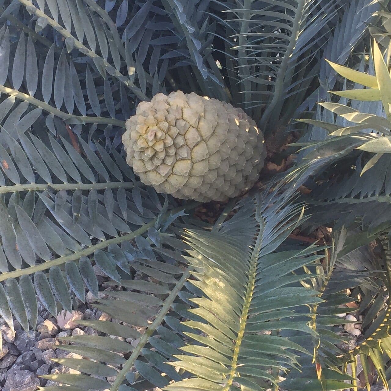 Encephalartos 2