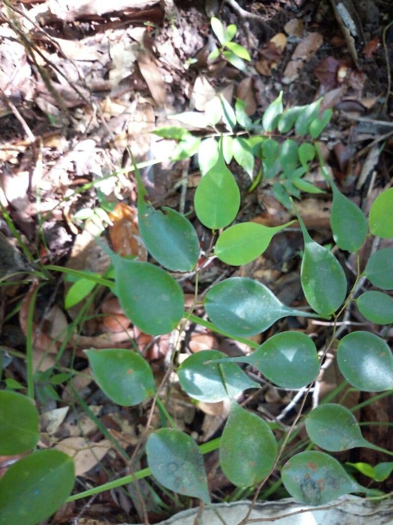 Cleistanthus 3