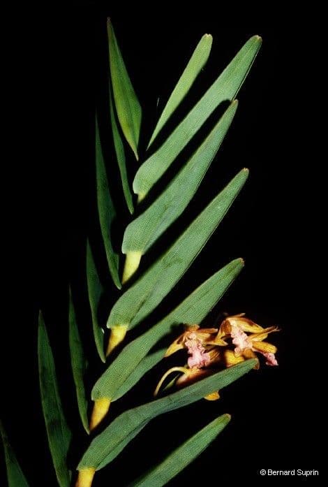 Dendrobium 12