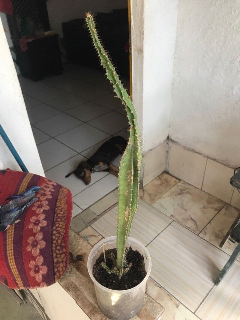 Cactus 26