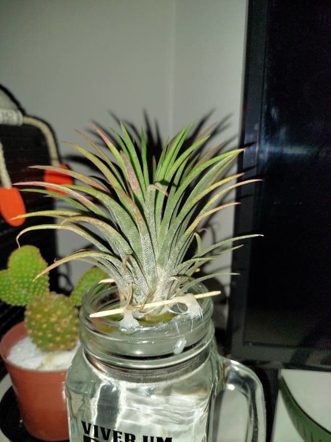 Tillandsia ionantha 20