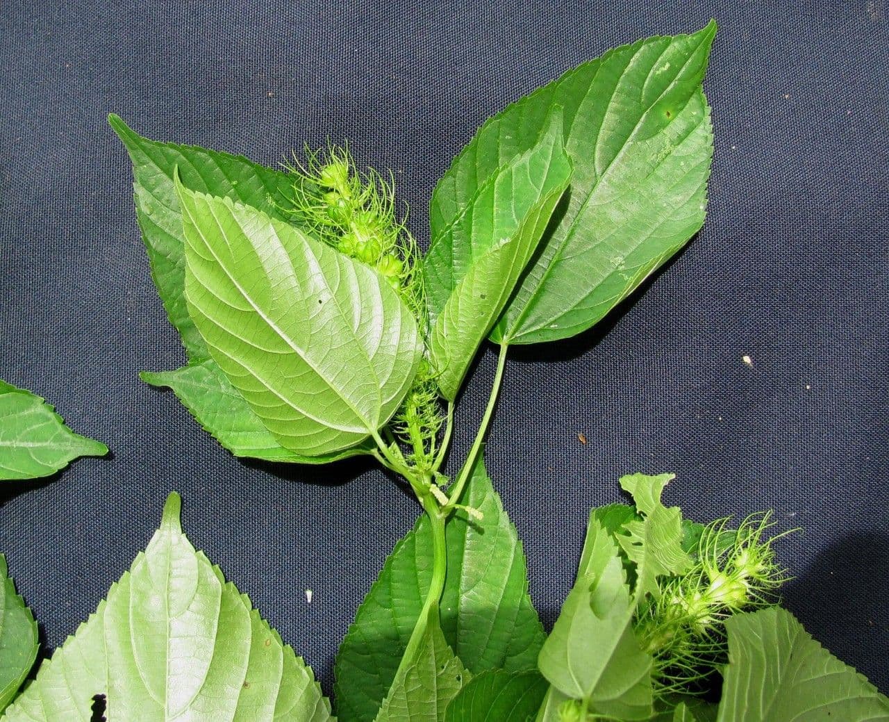 Acalypha 12
