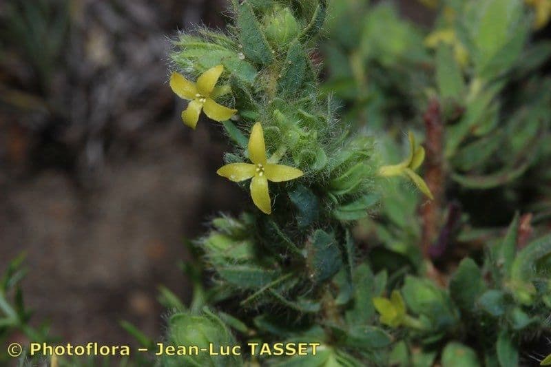 Tímelaea villosa
