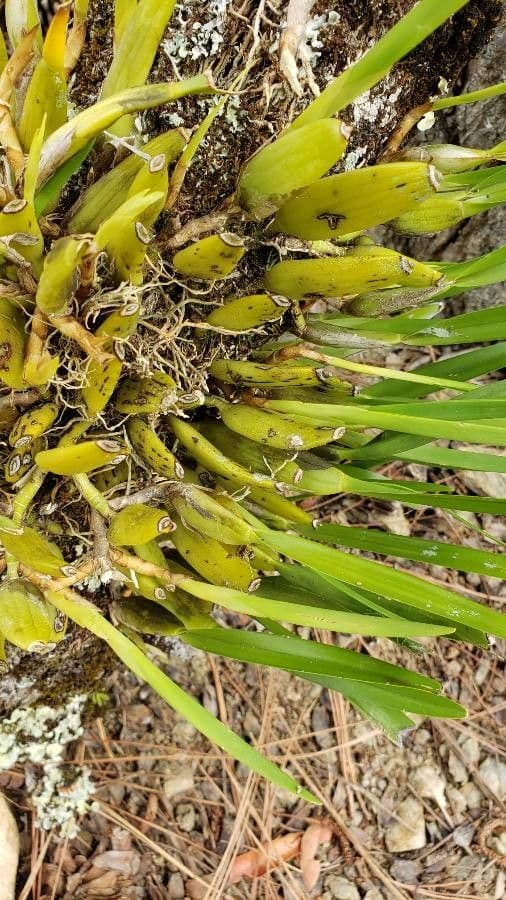 Prosthechea 7
