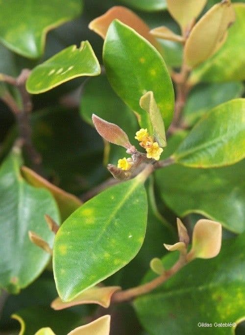 Tristaniopsis 5