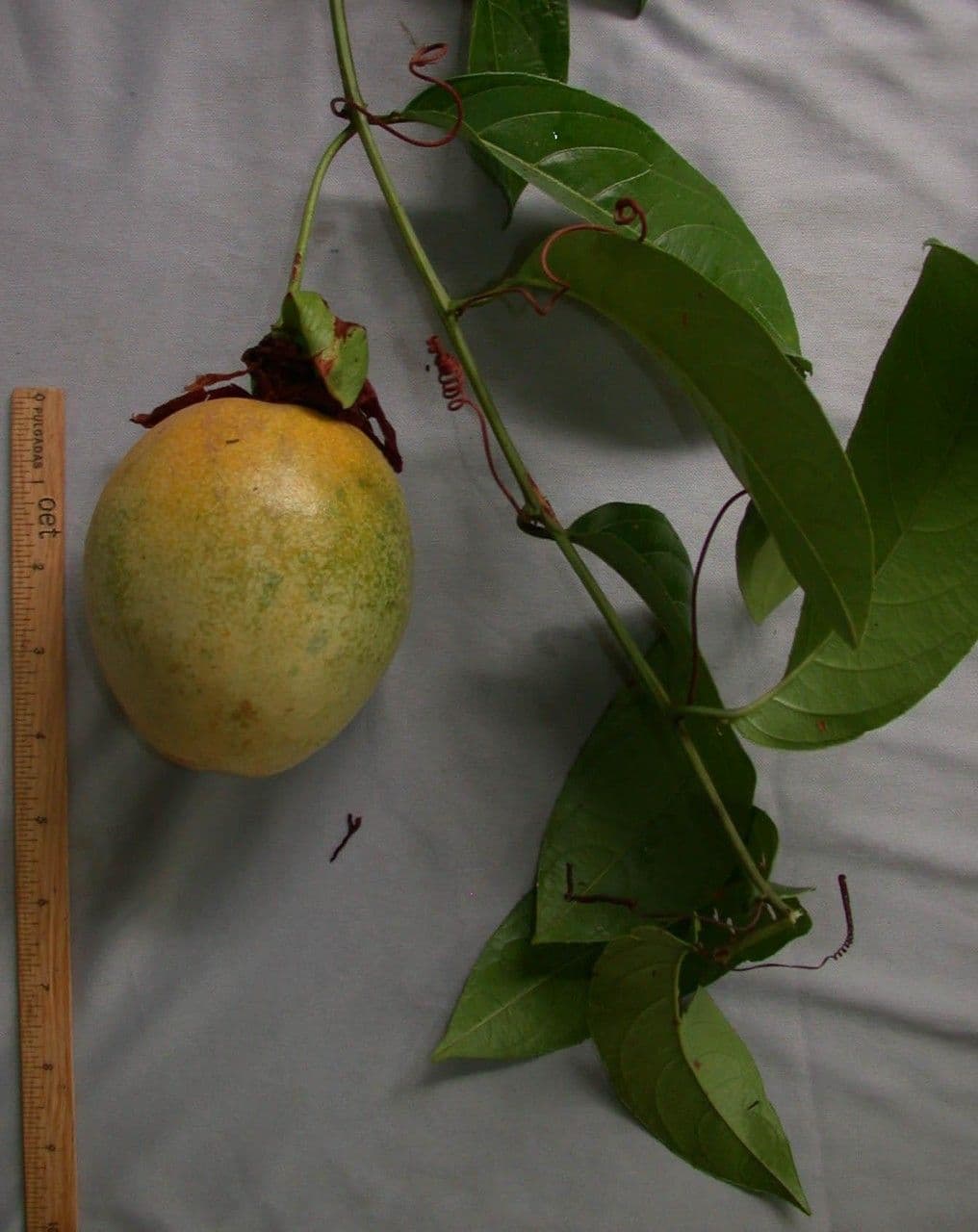 Passiflora lucida