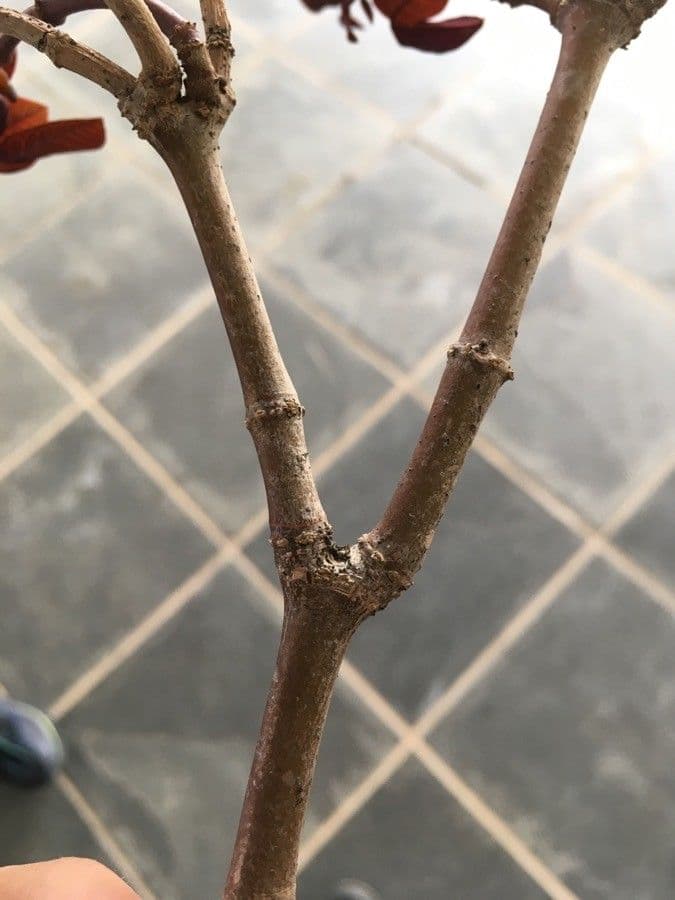 Euphorbe cotinifolia 20
