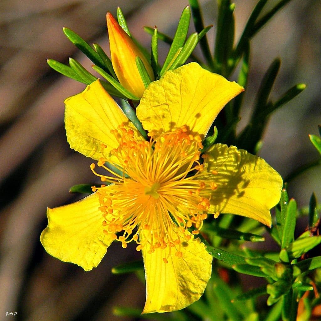 Hypericum fasciculatum 5