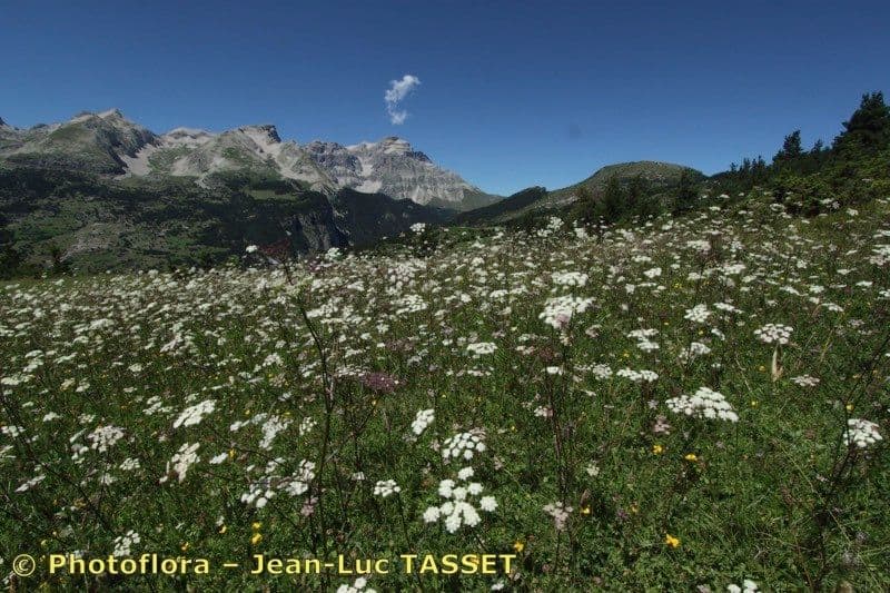 Seseli annuum 13
