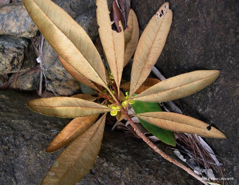Acridocarpus 4