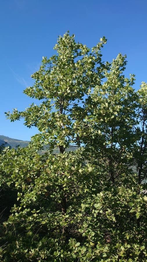 Flaumeiche 27