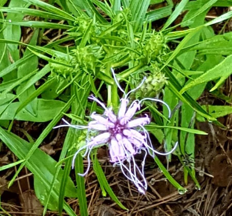 Liatris 6