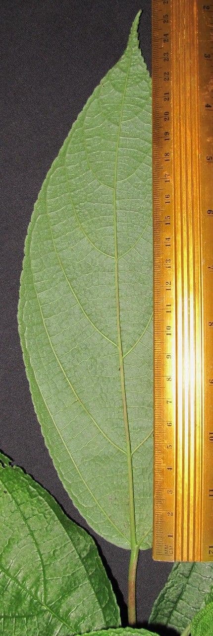 Urera simplex 15