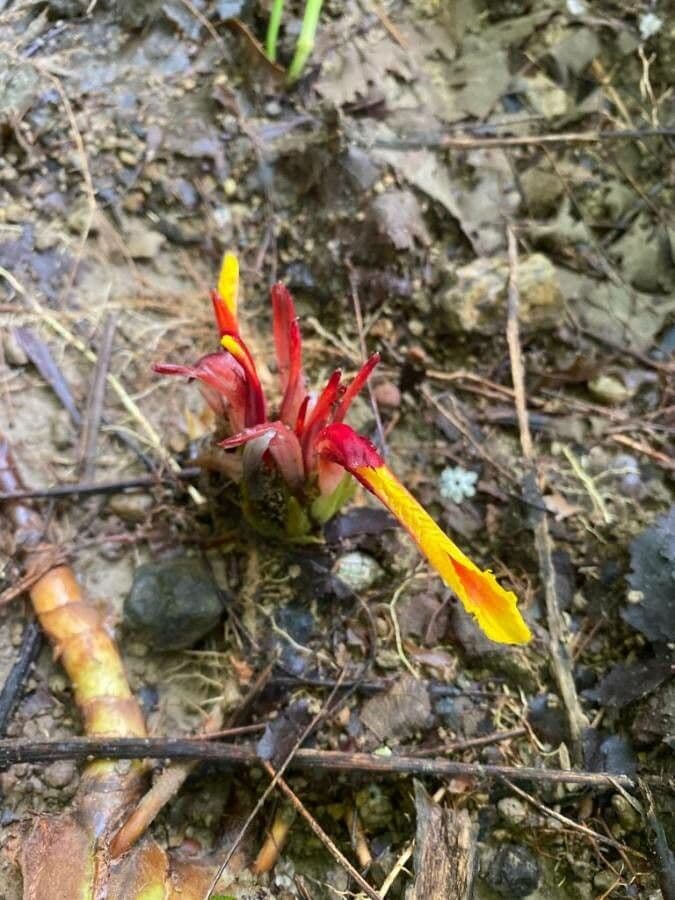 Etlingera 2