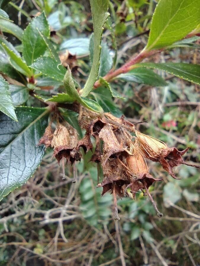 Rote Escallonie 4