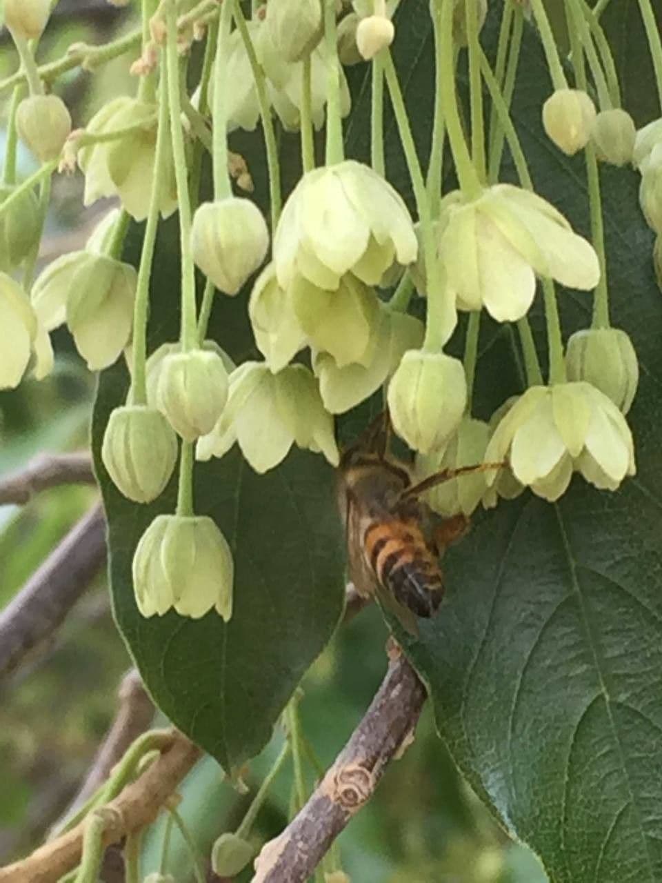Kiggelaria africká 8