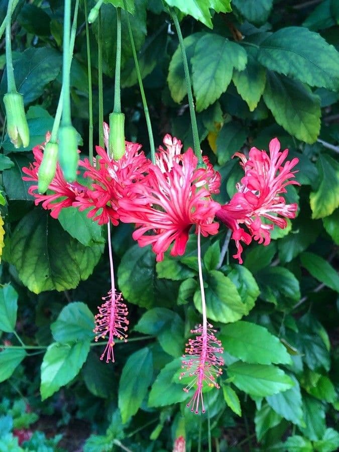 Hibiscus cispadanus 2