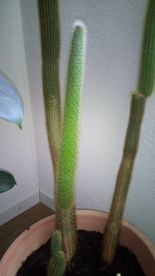 Cactus di Baumann 16