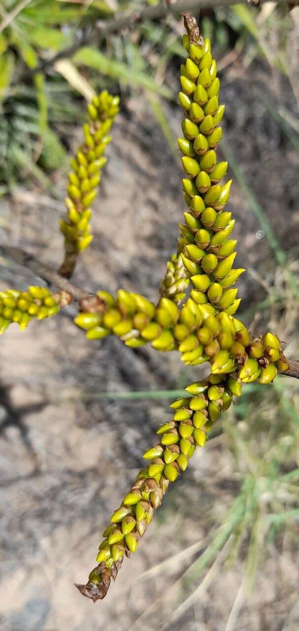 Deuterocohnia 3