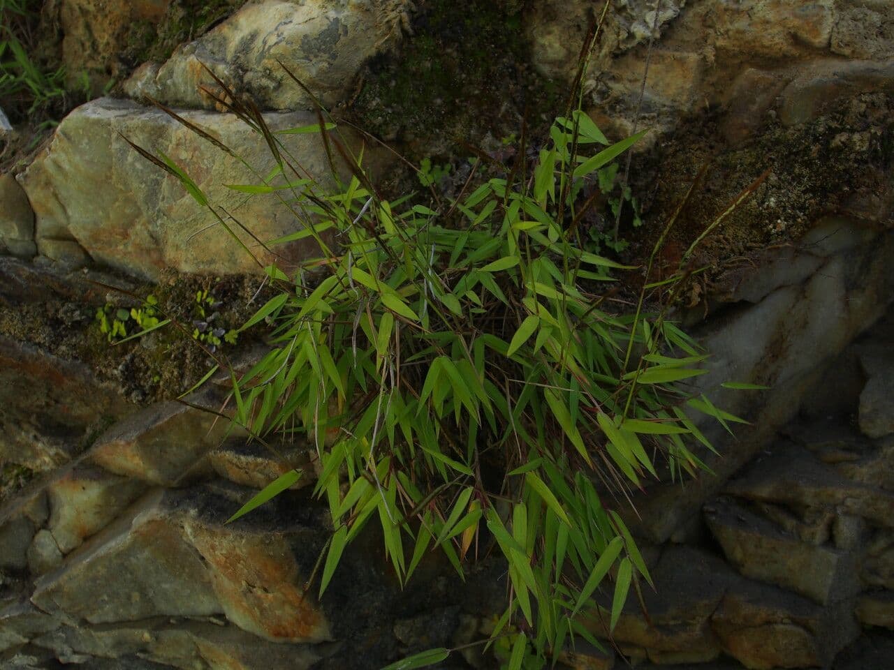 Pogonatherum 4
