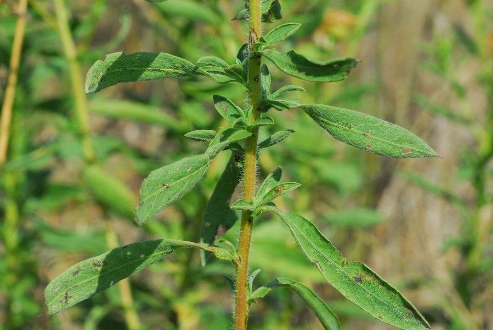 Heterotheca 12