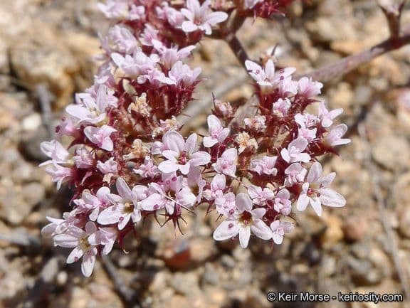 Chorizanthe staticoides 5
