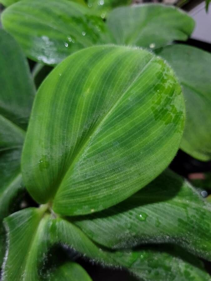 Costus 13