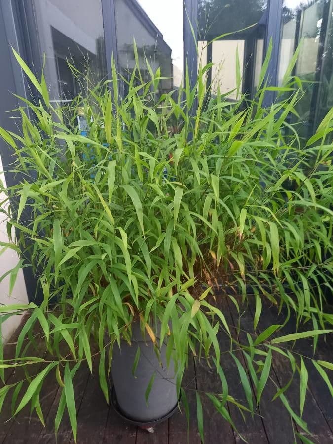 Chasmanthium latifolium 15