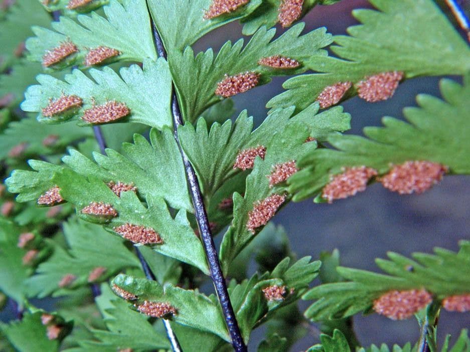 Asplénium élégant 12
