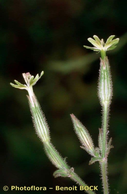 Silene 12