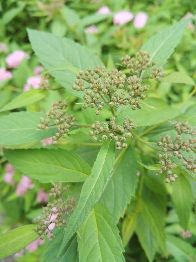Spirea del Giappone 29