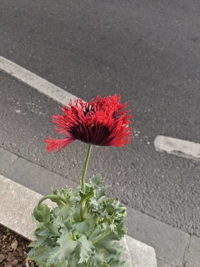 Mittelmeer-Mohn 4