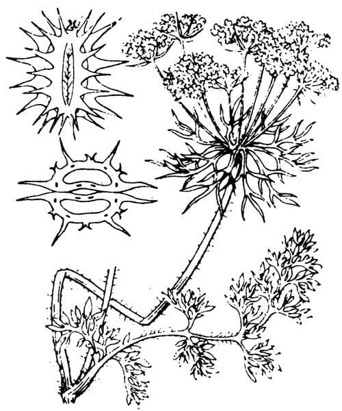 Carota selvatica irta 23