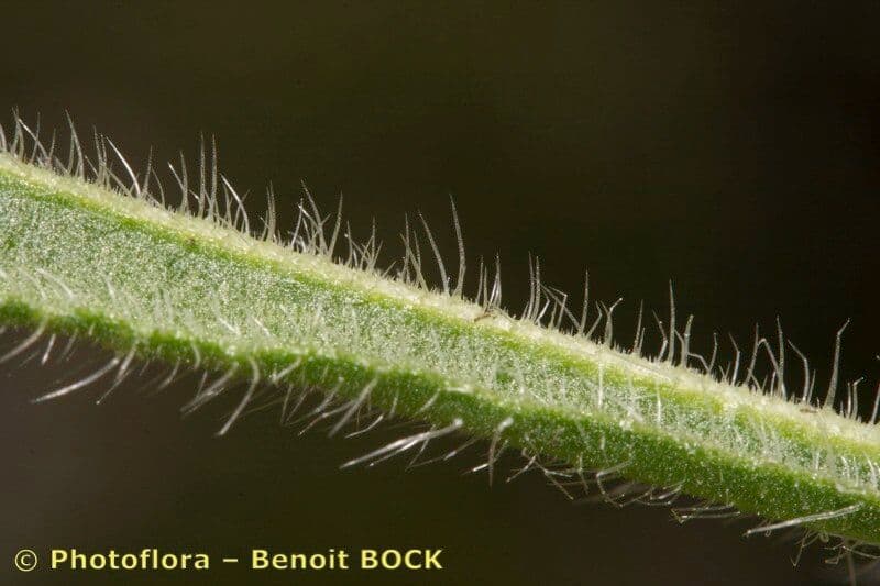 Onosma 4