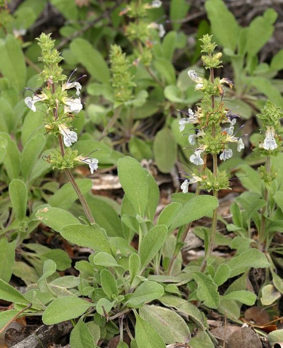 Salvia sonomensis 8