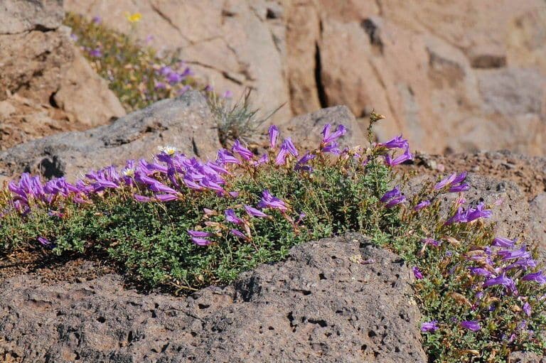 Penstemon Davidsona 10